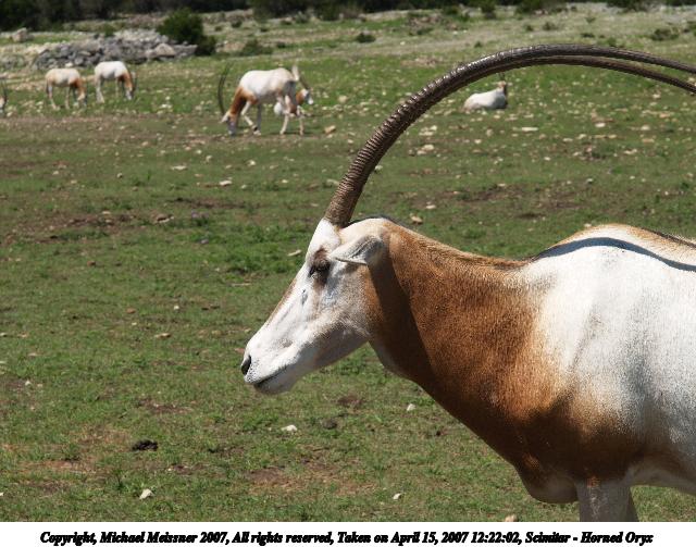 Scimitar - Horned Oryx #4