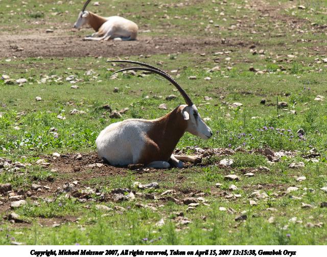 Gemsbok Oryx #5