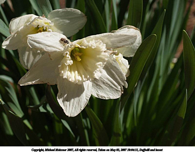 Daffodil and insect