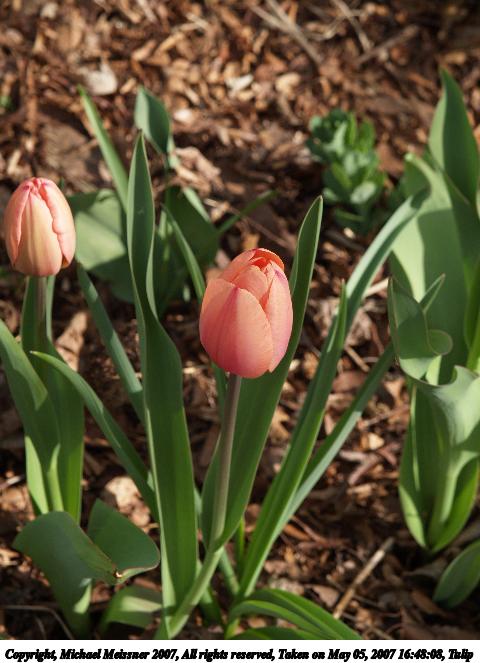 Tulip #6