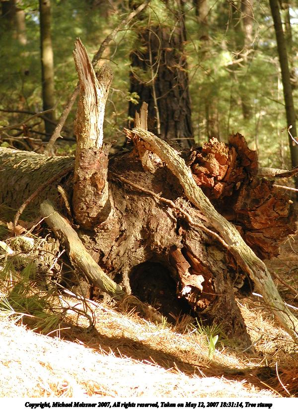 Tree stump #2