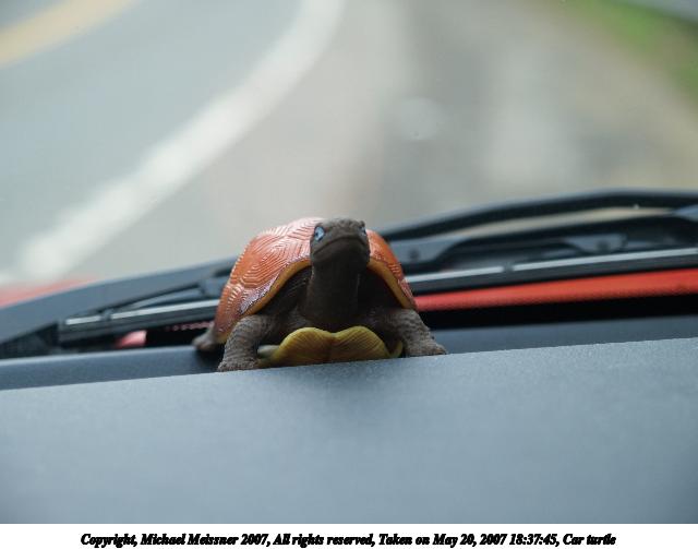 Car turtle
