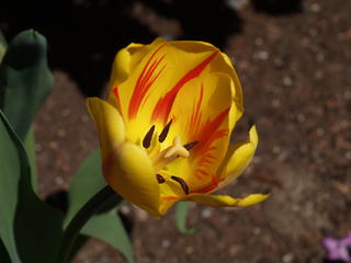 Tulip #3