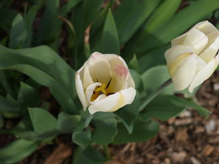 Tulip #7