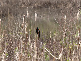 Red-wing blackbird #4