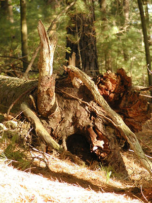 Tree stump #2