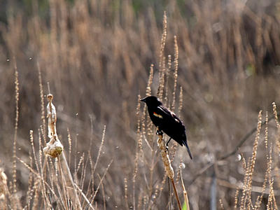 Red-wing blackbird #5