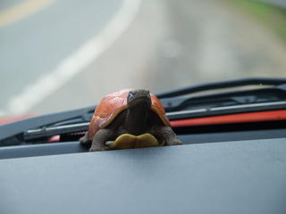 Car turtle