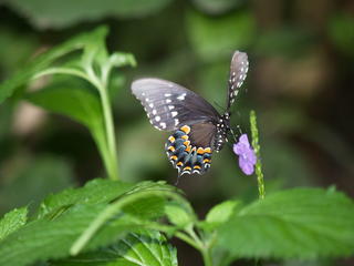 Butterfly #18