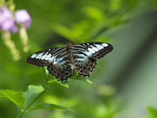 Butterfly #22
