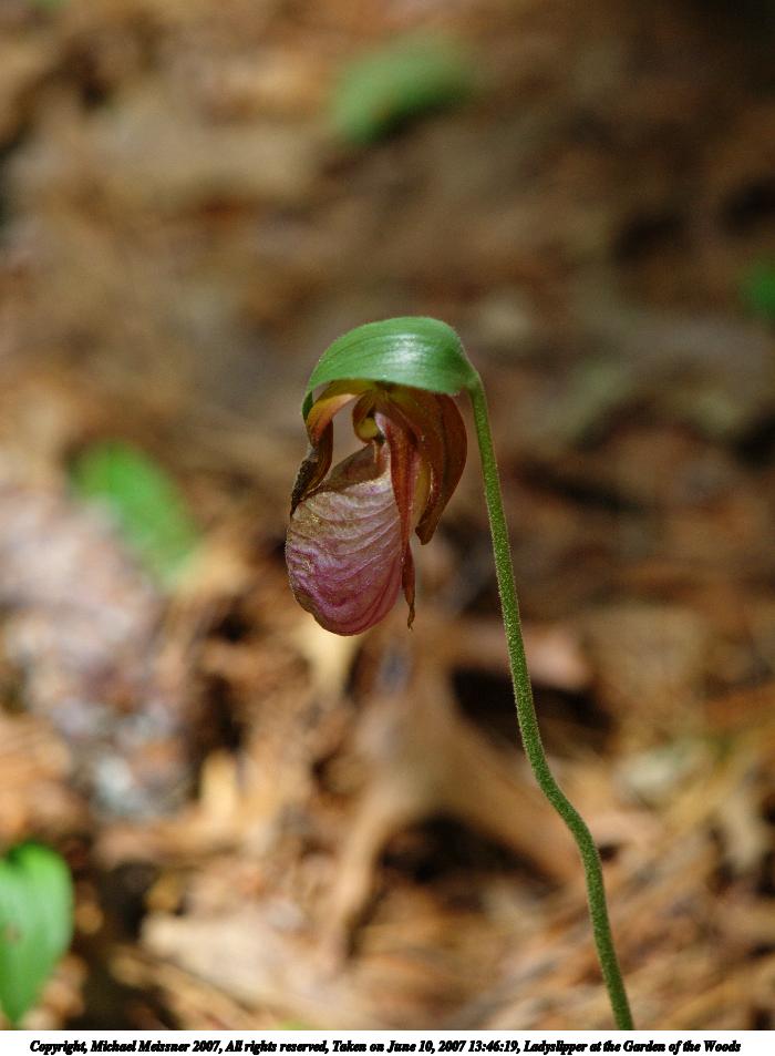 Ladyslipper at the Garden of the Woods #2