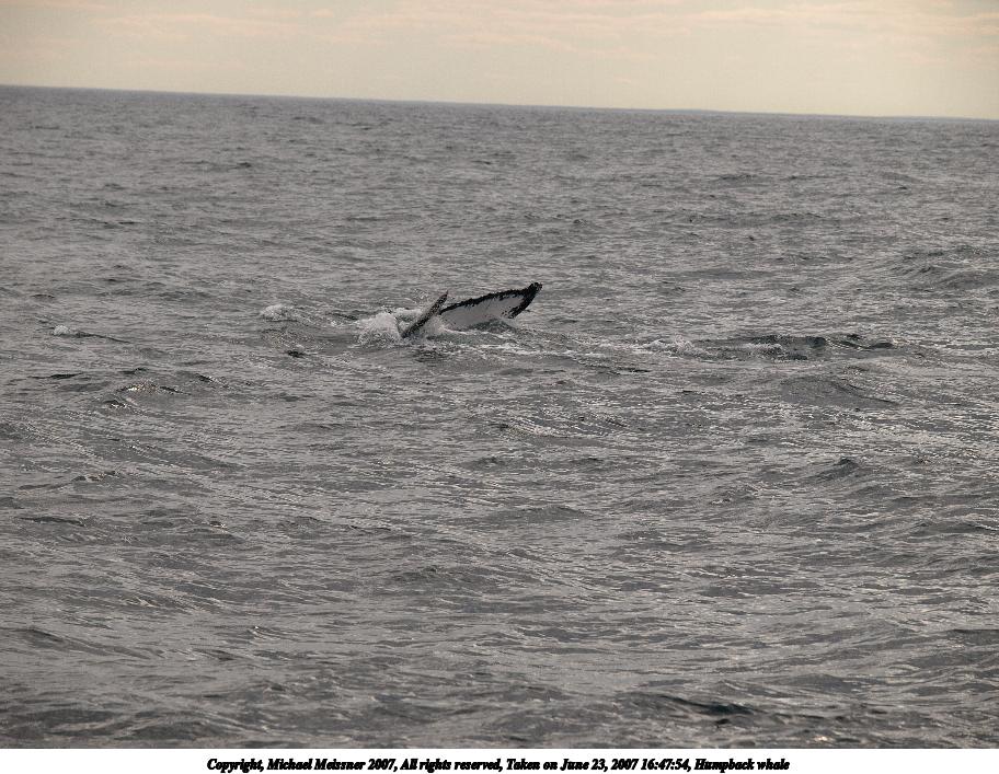 Humpback whale #9