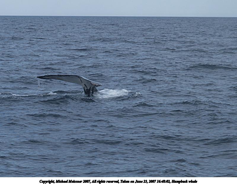 Humpback whale #13