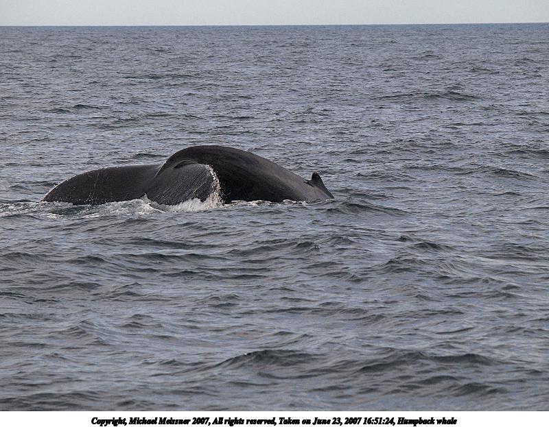 Humpback whale #15