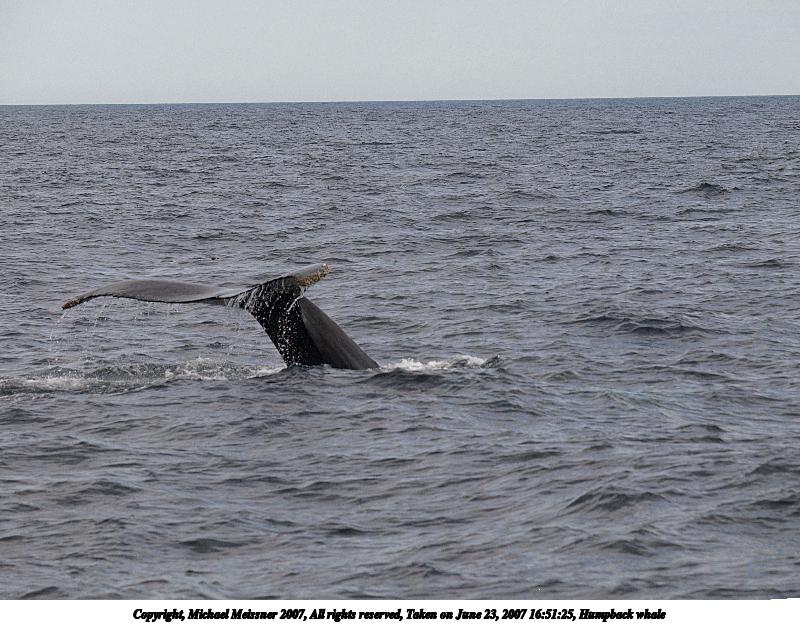 Humpback whale #16