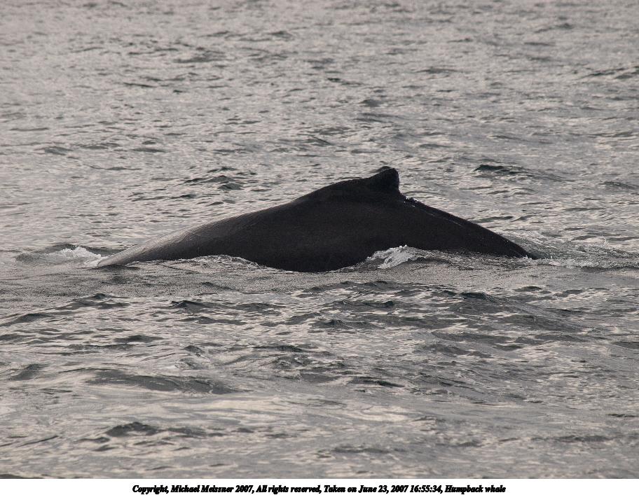 Humpback whale #20