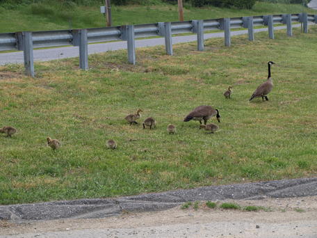 Goose family #2