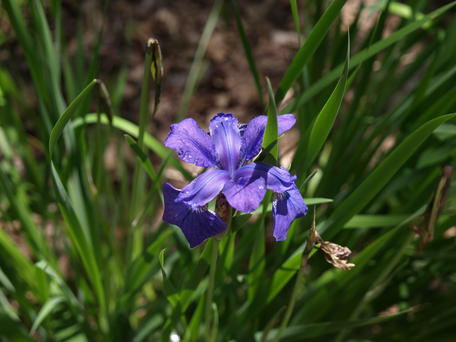 Iris from Garden of the Woods