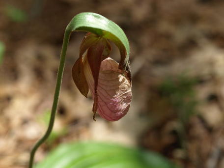 Ladyslipper at the Garden of the Woods #4