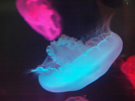 Jellyfish #9