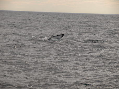 Humpback whale #9