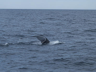 Humpback whale #12