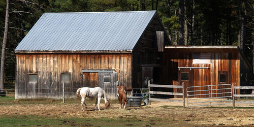 Barn and horses