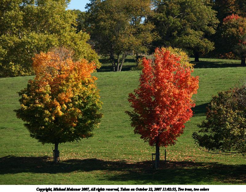 Two trees, two colors