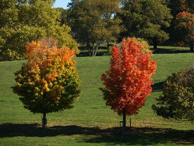 Two trees, two colors