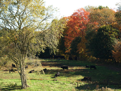 Cows in fall