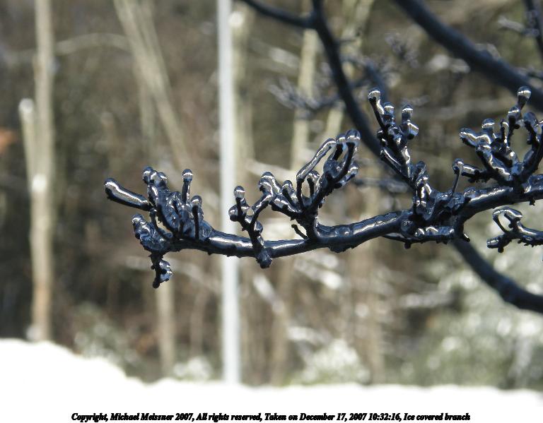 Ice covered branch