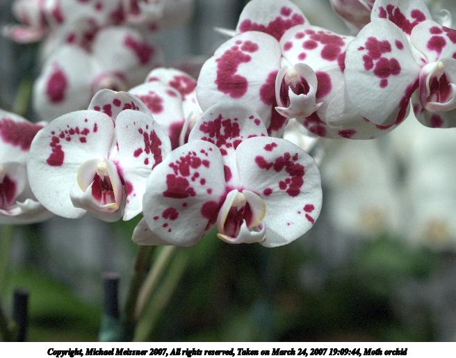Moth orchid #2
