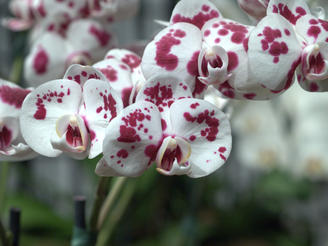 Moth orchid #2