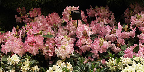 Rhododendron (Trude Webster)
