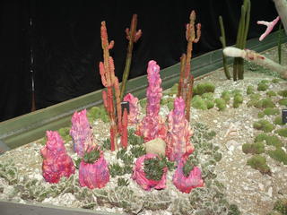 Cactus underwater display
