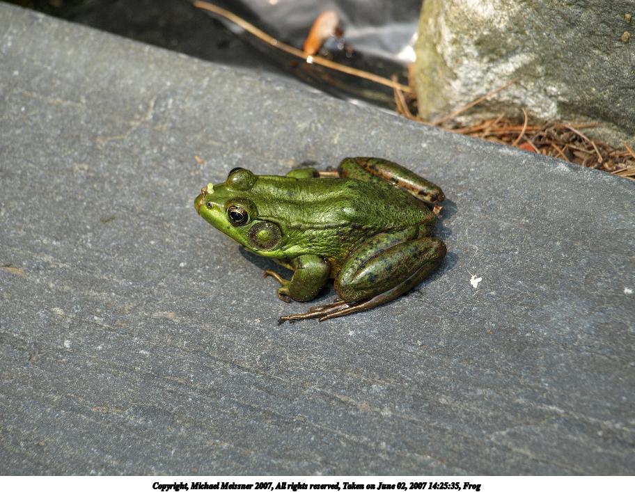 Frog #2