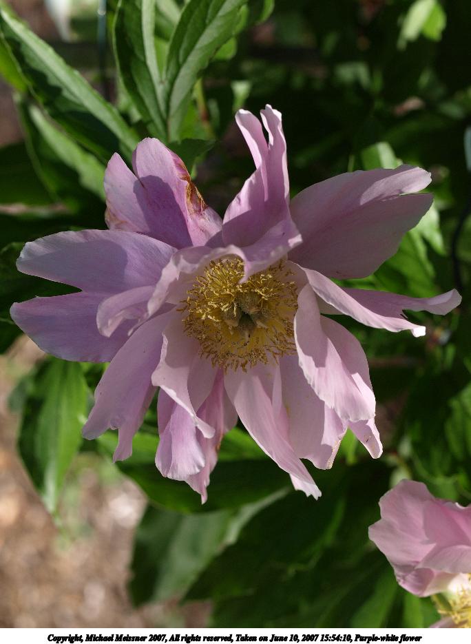 Purple-white flower