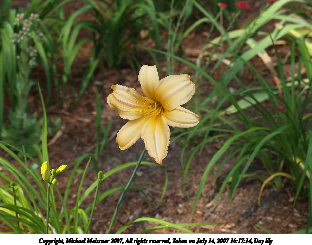 Day lily #3