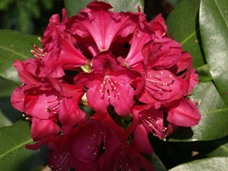 Rhododendron #3