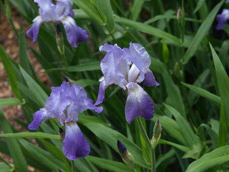 Irises #4