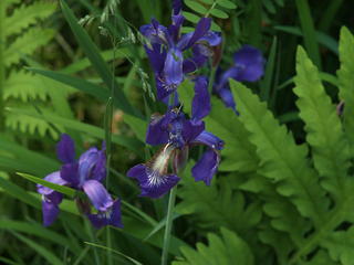 Irises #5