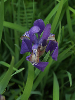 Iris #4