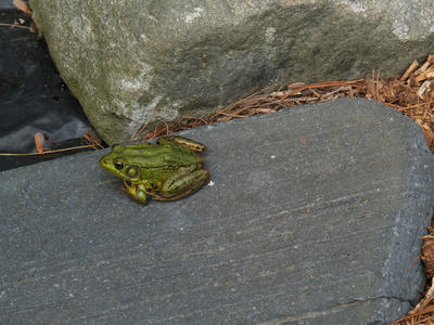 Frog #4
