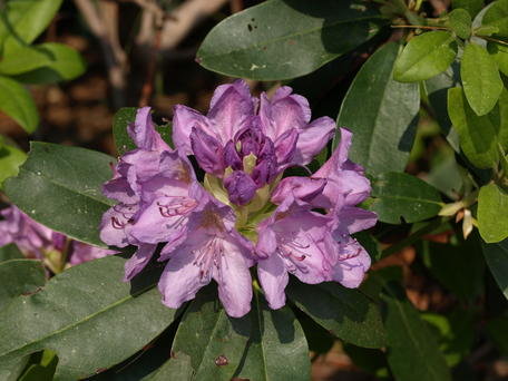 Rhododendron #4