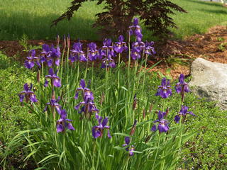 Irises #6