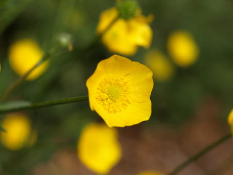 Yellow flower #2