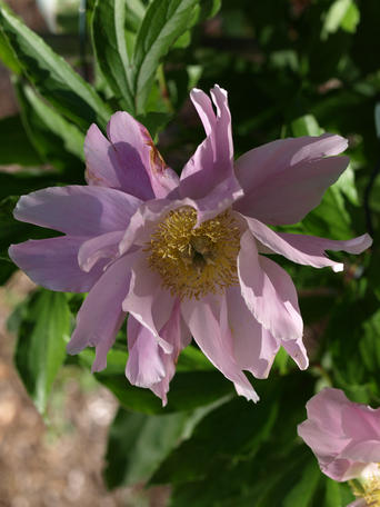 Purple-white flower