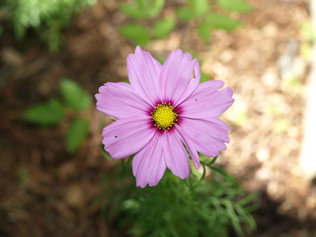 Purple flower #2