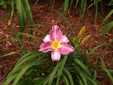 Purple lily #2