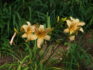 Day lily #5